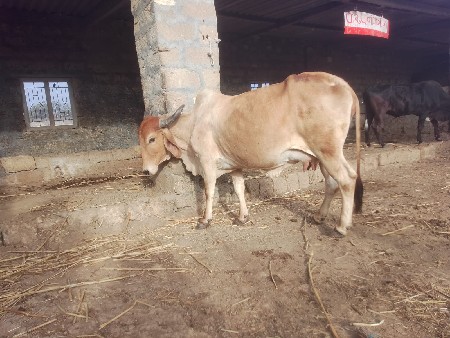 ગાયુ વેશવાનીછે બે