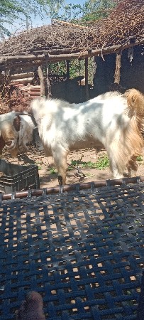 આજસ્થાની તેરો બકરો દેવાનો છે