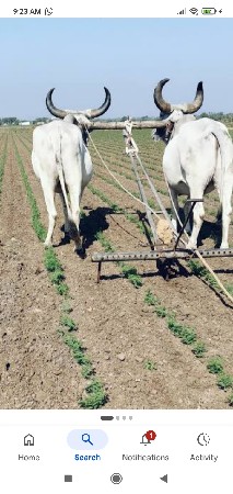 બળદ નુ સાતી  વાવણીયુ