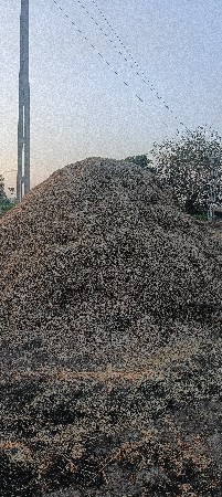 8 vigha bhuko કોરાડો