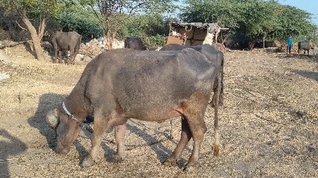 थंबनेल 3