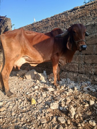 थंबनेल 3