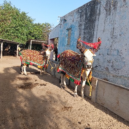 બ
ગોધલા વેચવાના છે 2 દાતે છે