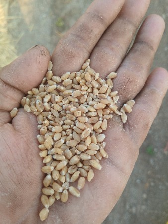 ghav tukda ,jvabdari