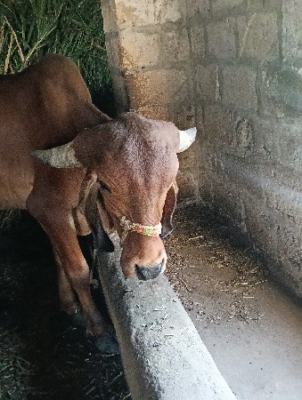 વાછડી વેચવાની છે