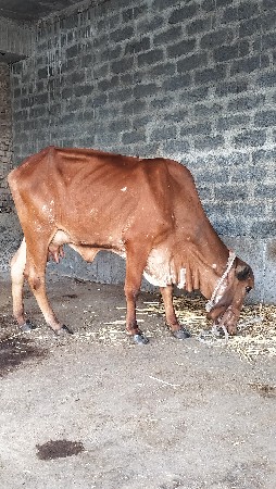 પેલુ વેતર ગાય વેચવાની છે