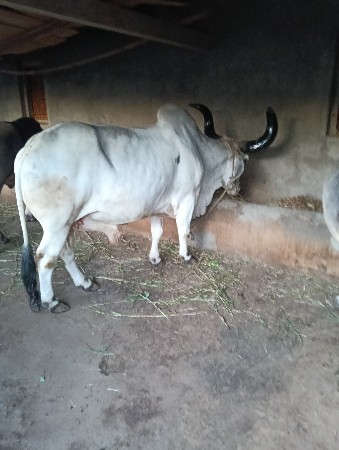 બળદ વઠીયારા વેચવાના છે