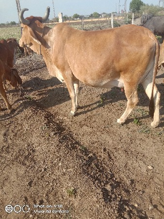 અડબેસરી ભૂરી ગાય વેચવાની છે