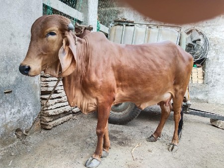 ગાય વેચવાની છે