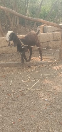 બકરી (પાઠ) વેચવાની છે