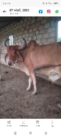 બળદ વેચવાનો છે