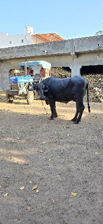 થંબનેલ 3