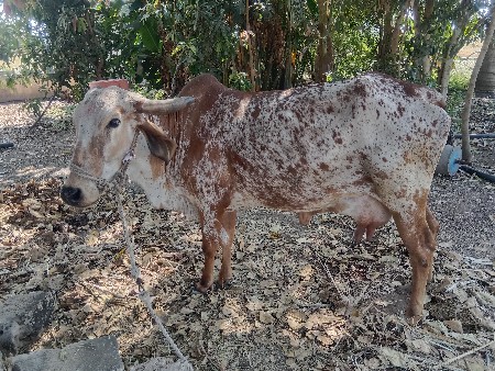 थंबनेल 2