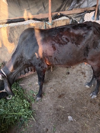 7થી 8 મહિના ની ગાભણ છે