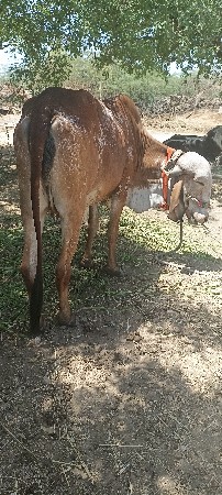 વાછડી વેચવાની છે