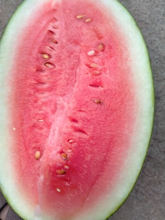 તરબુચ દેવાના છે