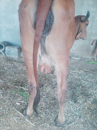 થંબનેલ 2