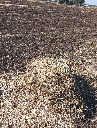 લસણ ના પાંદડાં