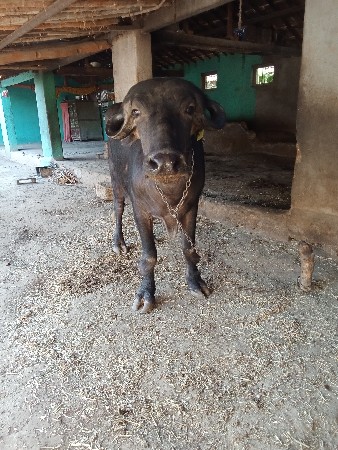 આ ખડાઈ વેચવાની છે સાટા ભેંસ અથવા