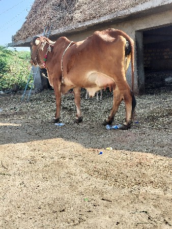 ગાય દેવાનિછે