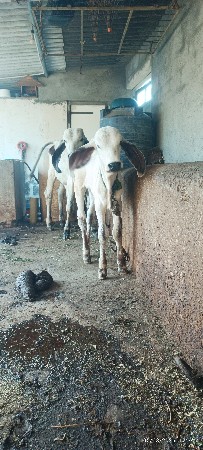 ગીર ગાય વેસવાની છે