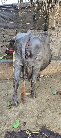 थंबनेल 2