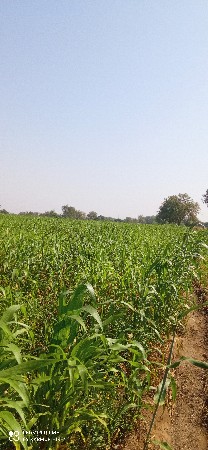 લીલી જુવાર 6 વીઘાની છે 17ડાડવે