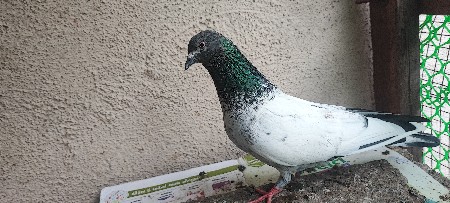 થંબનેલ 3