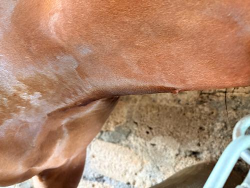 સારી વછેરી લેવા ની છે