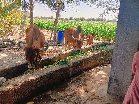 બડદ વેચવાના છે