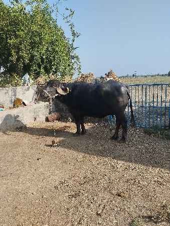 sada 3 mahinani gabhni c