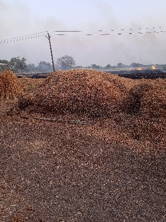 માંડવી નો ભૂકો વેચાવ છે.