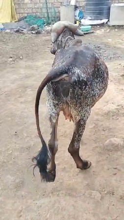 थंबनेल 3