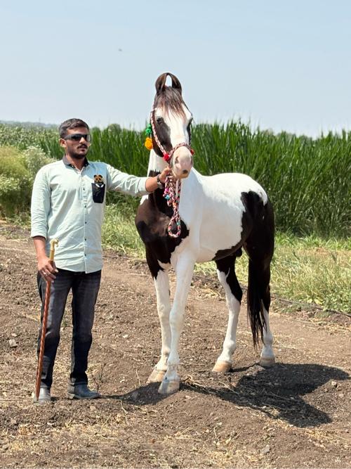 ઘોડો વેચવાનો છે