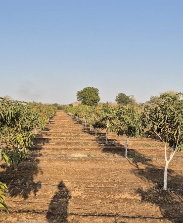 थंबनेल 3