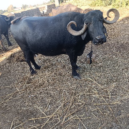 थंबनेल 3