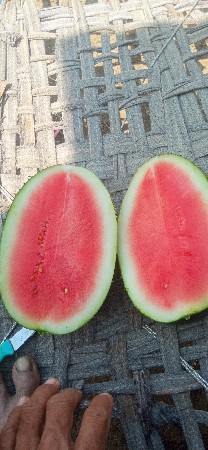 તરબુચ વેસવાનાછે