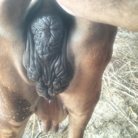 gir...gay..vesvani...3..vetr..