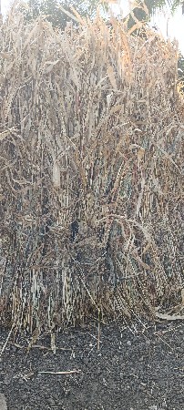 નિણ ગુદરીવેચવા ની છે