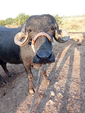 2 વેતર ખડાય વેસવાની સે