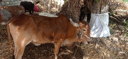 થંબનેલ 3