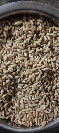 ઘઉં વેચવાના છે