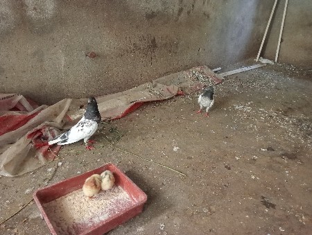 थंबनेल 3