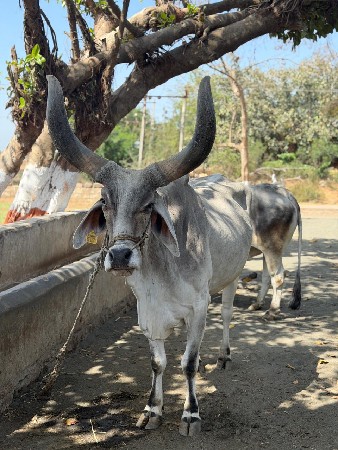 બળદ વેચવાના છે