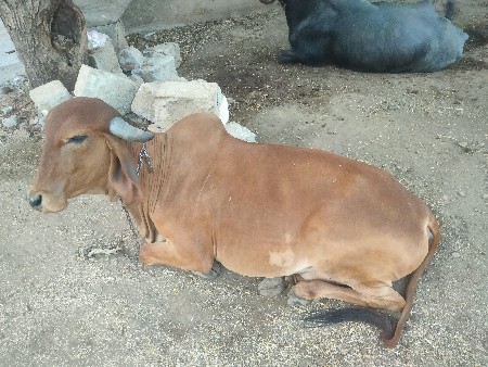 ગાય વહેંચવાની છે