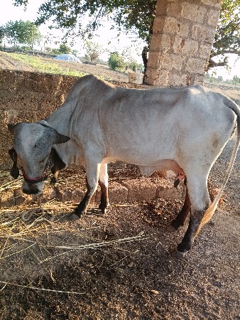 थंबनेल 3