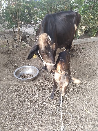 એચ એફ ગાય વેચવાની છે