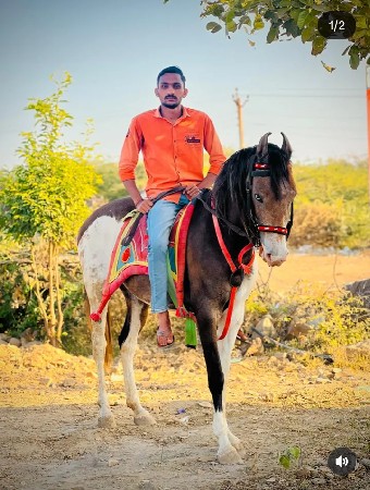 બાવલી વસેરી વેસવાની છે