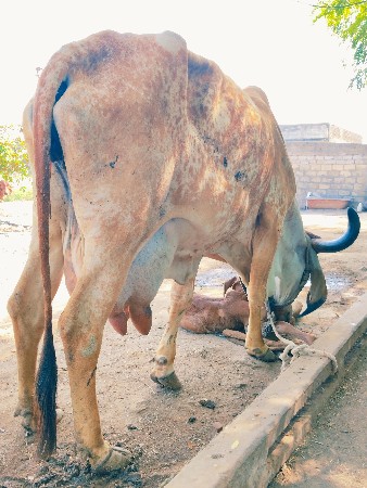 થંબનેલ 3