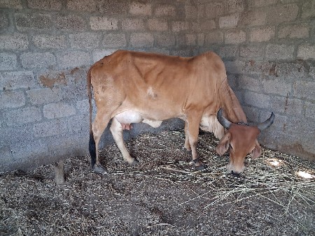 थंबनेल 3